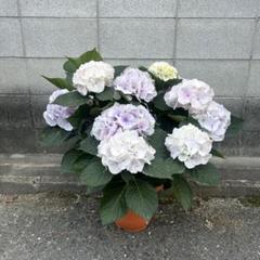 k*u様 アジサイ　8寸 シルクサファイア　紫陽花 ゆ*い様 横切る アジサイ シルクサファイア 8寸 紫陽花