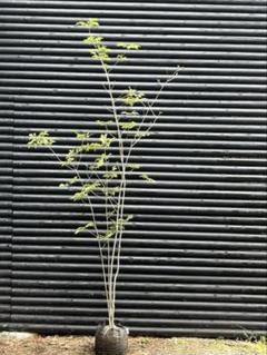 最終値引き品　山採りアオダモDA1 H140cm W80cm 最終値引き品山採りアオダモDA1 H140cm W80cm