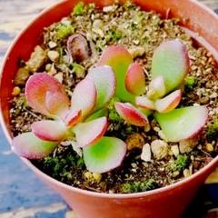 多肉植物 姫花月 金のなる木 抜き苗 2本 寄せ植え セダム