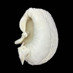 耳骨 クジラ 鯨 標本 彫刻材 骨董 - メルカリ