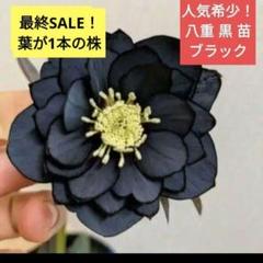 クリスマスローズ　株分け苗　ブラックdd メルカリ便 種 2粒✿クリスマスローズ☆2025 八咫烏交配黒dd～sdより採取
