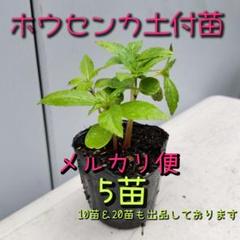 ほうせんか 苗 土付き苗 ほうせんか苗 ホウセンカ苗 ピンク 5苗