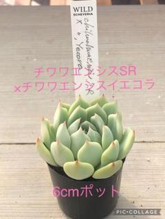 チワワエンシスイエコラ×spノバ　札付きポットごと　ty苗　メルカリ便 チワワエンシスイエコラ×ホワイトザラゴーサ札付きポットごと