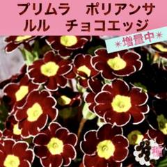 22年最新 春まき種の人気アイテム メルカリ