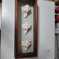 貝殻の装飾品
