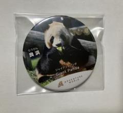 良浜　缶バッチ　パンダ　非売品　バッチ　バッヂ　バッジ　アドベンチャーワールド