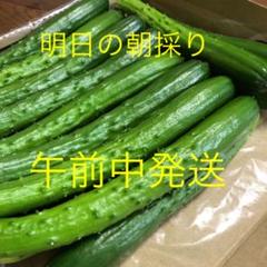 農家直送新鮮野菜キュウリ即購入OKきゅうり胡瓜
