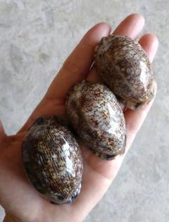 ベッコウダカラ　タカラガイ　宝貝　貝　標本　コレクション　② ベッコウダカラ タカラガイ 宝貝 貝 標本 コレクション ②