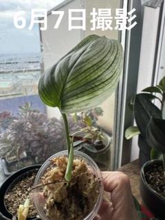 あくは/斑入り植物コレクター様 ホワイトモンスター 発根済