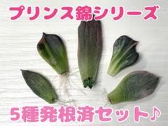 2025年最新】ブラックプリンス錦の人気アイテム - メルカリ