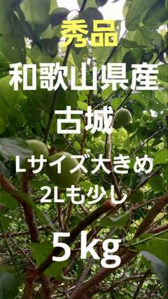 和歌山県産 紀州古城梅 L大きめサイズメイン2L少し 5kg - メルカリ