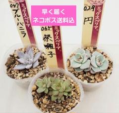 青鬼赤鬼セット　札付きポットごとメルカリ便ミックスベリアおらいさん苗 青鬼 札付きポットごとメルカリ便おらいさん苗ミックスベリア