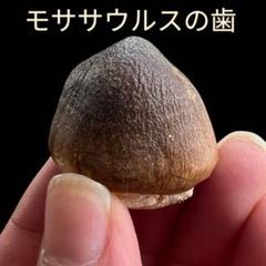 高品質・本物のグロビデンス・モササウルスの歯と顎の化石 - 7,5cm 楽天市場】【送料無料】【モササウルス/化石/歯/恐竜