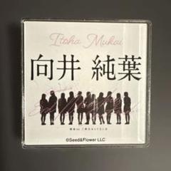 櫻坂46 向井純葉　3期生おもてなし会 アクリルネームバッジ