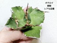 2025年最新】緑鯨 アガベの人気アイテム - メルカリ