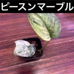 【発根済み】スキンダプサス　ピースン マーブル斑入り　2葉付き　新芽2芽付き Plantslover様専用 スキンダプサスピースン マーブル斑入り