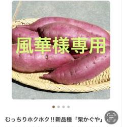 2025年最新】ふくむらさき 苗の人気アイテム - メルカリ