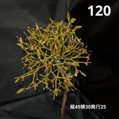 2025年最新】やどりぎ 植物の人気アイテム - メルカリ