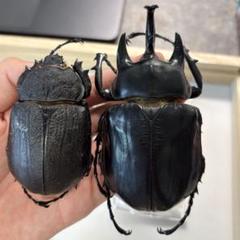 【最終値下げ】エレファスゾウカブト標本　ペア 成虫ペア】エレファスゾウカブト | Pay ID