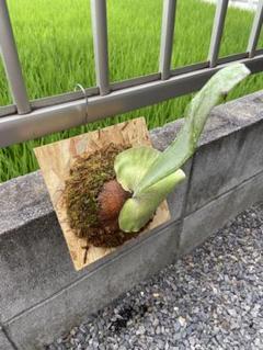 P.Willinckii cv Mutant ウイリンキー選抜　子株付き P.Willinckii cv Mutant ウイリンキー選抜個体 - メルカリ