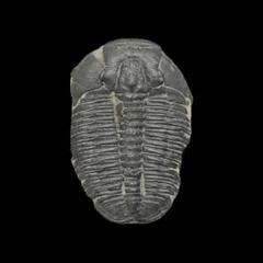 三葉虫　エルラシア　特大〜中　８個体 化石標本 三葉虫 エルラシア 大中小 8個体 - 昆虫用品