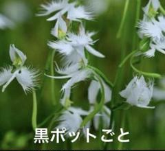 斑入り。サギソウ。100本苗 楽天市場】サギソウ 苗の通販