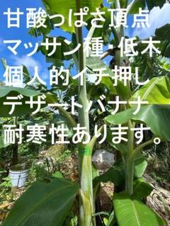 165cm、バナナ苗◆ドワーフ・ブラジルアップル◆心躍る濃厚糖度酸味、限定出品 165cm、バナナ苗◇ドワーフ・ブラジルアップル◇心躍る濃厚糖度