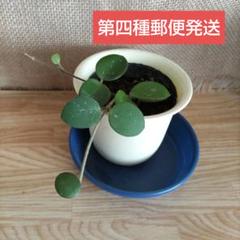 2025年最新】ホヤ植物の人気アイテム - メルカリ