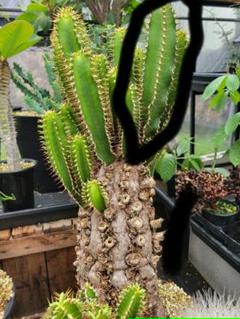 れ*ん様 ユーフォルビアムランジーナ大株新芽展開有植え込み済み