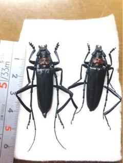 Yahoo!オークション -「クロカミキリ」(ペット、生き物) の落札