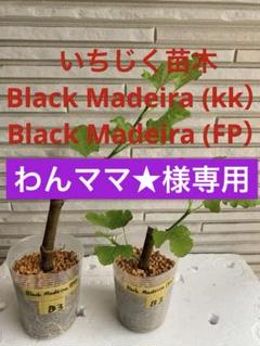 雪の豪奢 わんママ☆様専用稀少品種 ホワイトマデイラ 2本セット+￼ その他観葉植物