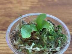 K*n様 ridleyi nano 引取限定　ビカクシダ ビカクシダ P Ridleyi Nano sporeling｜Yahoo!フリマ（旧PayPay
