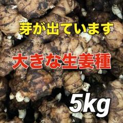 ivy様 種生姜(200～300g)5kg
