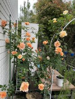 ロイヤルサンセット　超大苗（4年生苗）　つる薔薇 ロイヤルサンセット 超大苗（4年生苗） つる薔薇 - メルカリ