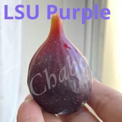 2025年最新】イチジク lsuパープルの人気アイテム - メルカリ