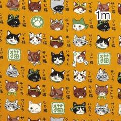 ラスト2点 1m 猫図鑑 マスタード オックス