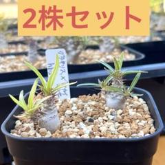 グラキリス　マカイエンセ パキポディウムマカイエンセ チビチビはグラキリスではないよう