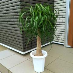 観葉植物　トックリラン　ポニーテール　マヤパーム　ノリナ　マヤツリー　８号鉢 Amazon.co.jp: はなみどり マヤ文明観葉 ポニーテール 7号 白浅