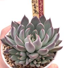 ⑯大きめ苗! 青鬼❣️龍鱗蓮華❣️ブルーバニラ❣️ちょこん❣️発根済メルカリ便込 ㊳大きめ苗! 青鬼❣️祭囃子❣️紅染華❣️龍鱗蓮華❣️白銀姫