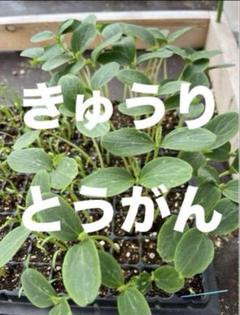 きゅうり3苗 とうがん3苗 晩秋まで収穫！農薬不使用 有機肥料栽培のサムネイル