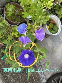 【2025年3月購入　使用数回】Joieエレベート チャイルド＆ジュニアシート