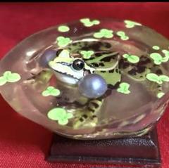 2025年最新】ネイチャーテクニカラー トウキョウダルマガエルの