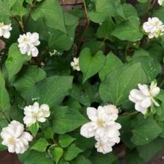 ドクダミ 八重咲の中古 未使用品を探そう メルカリ