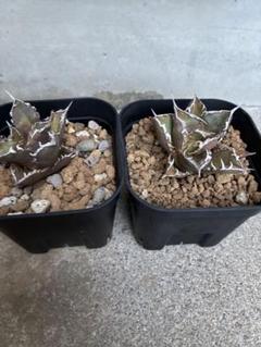 アガベ　チタノタ　8株セット タ SRL neighborhood 陶器鉢 広島限定 鉢植え チタノタ アガベ
