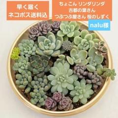 希少　おらいさん苗　ミックスベリア　そわそわ　ちょこん　メルカリ便 ちょこん ミックスベリア おらいさん 土付き発送 多肉 - メルカリ