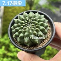 棘無牡丹玉 クリスタータ ギムノカリキウム (検索)サボテン綴化
