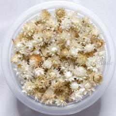 たくあんちょい長めカワラハハコ　ドライフラワー　　53 K29 カワラハハコ ドライフラワー - メルカリ