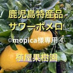 （鹿児島特産品）☺︎mopica☺︎③ サワーポメロ 箱満杯詰 鹿児島特産品）☺︎mopica☺︎様専用④ サワーポメロ 箱満杯詰
