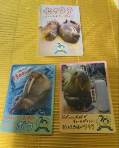 鳥羽水族館 コレクションカード レアカード セイウチ　ツララ　ポウ レア】鳥羽水族館 セイウチ ツララ ポウ コレクションカード