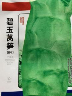 中華野菜の種　碧玉莴笋 茎レタス　山クラゲ 種　100粒のサムネイル